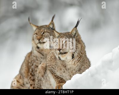 Zwei Karpaten-Luchse sitzen auf dem Schnee Stockfoto