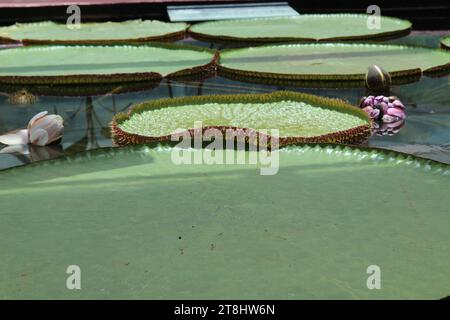 HHuge Lotus Blätter blühend, victoria Seerose schwimmt auf der Oberfläche eines Teiches Stockfoto