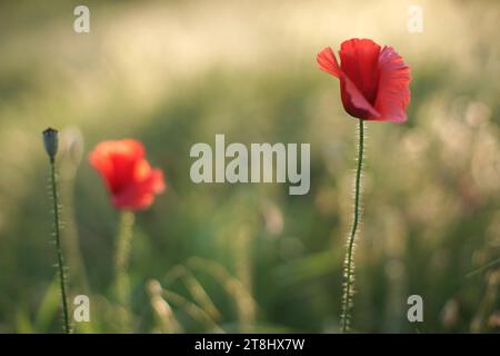 Rote Mohnblumen wachsen in saftig grünen Grasfeld. Stockfoto