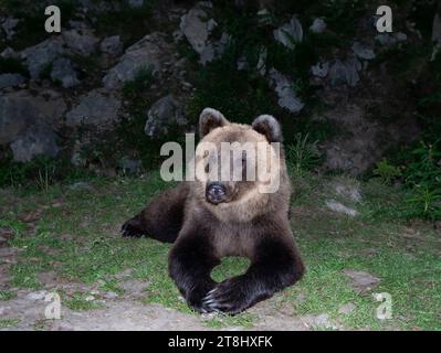 Braunbär liegt auf dem Hintergrund von Steinen im Wald Stockfoto