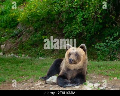 Der Bär liegt auf dem Hintergrund des Waldes Stockfoto