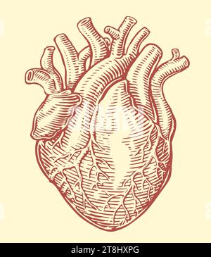 Menschliches Herz mit anatomischem Venensystem. Handgezeichnete Skizze Vintage Vektor Illustration Stock Vektor