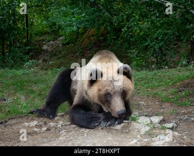 Der Bär liegt auf dem Hintergrund des Waldes Stockfoto