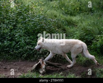 Eiswolf im Sommer im Wald Stockfoto