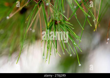 Tropfen Regen auf Kiefernnadeln Stockfoto