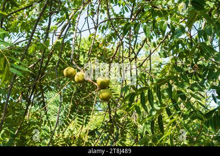 Eine Gruppe von wachsenden schwarzen Walnüssen im ostamerikanischen Schwarzwalnussbaum Juglans nigra, Ende Juli. Kansas, USA. Stockfoto