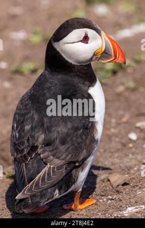 Puffin (Fratercula arctica) steht auf dem Boden Stockfoto