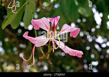 Rosafarbene Orchideenblüte (Bauhinia) in Teresopolis, Rio de Janeiro, Brasilien Stockfoto