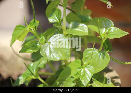 Chinesische Betelblätter oder Peperomia pellucida Blätter haben Krebs- und entzündungshemmende Mittel, die gut für die Gesundheit sind Stockfoto