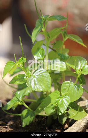 Chinesische Betelblätter oder Peperomia pellucida Blätter haben Krebs- und entzündungshemmende Mittel, die gut für die Gesundheit sind Stockfoto