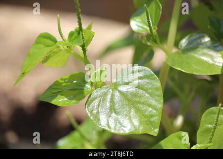 Chinesische Betelblätter oder Peperomia pellucida Blätter haben Krebs- und entzündungshemmende Mittel, die gut für die Gesundheit sind Stockfoto