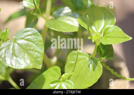 Chinesische Betelblätter oder Peperomia pellucida Blätter haben Krebs- und entzündungshemmende Mittel, die gut für die Gesundheit sind Stockfoto