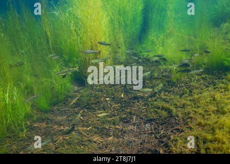 Ein Schwarm von Flussforellen unter Wasser (Bachforelle, Salmo trutta), natürliche Landschaft, Spanien, Galicien, Provinz Pontevedra, Fluss Tamcomed Stockfoto