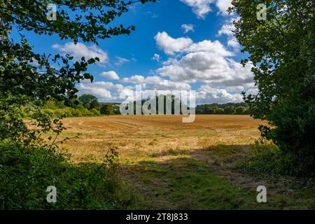 Auf dem Land in der Nähe von Chilham Kent Stockfoto