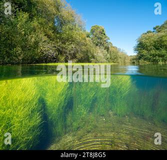 Fluss mit Bäumen und Wasserpflanzen ( Ranunculus fluitans), Flusslandschaft über und unter der Wasseroberfläche, geteilte Ebene, Naturszene, Spanien, Galicien Stockfoto