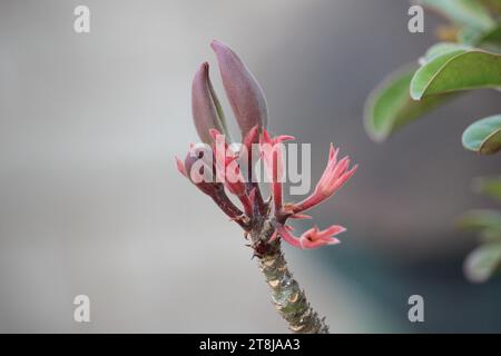 Nahaufnahme der japanischen Frangipani-Blumenfrucht mit dem lateinischen Namen Adenium obesum mit verschwommenem Hintergrund Stockfoto