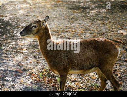 Nahaufnahme eines weiblichen braunen Mufflons ohne Hörner auf Herbstgrund, Ovis gmelini Stockfoto