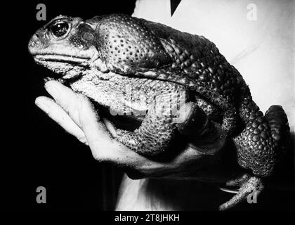 Bufo marinus 'Cane Kröte' - psychoaktive Kröte Stockfoto