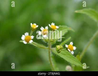 Eine der Unkrautspezies blüht auf dem Feld - Galinsoga parviflora Stockfoto