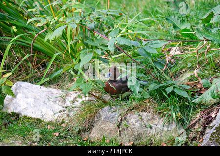 Sonnendurchflutete Ente, die in Büschen sitzt, weißäugiger Pochard unter den Pflanzen Stockfoto