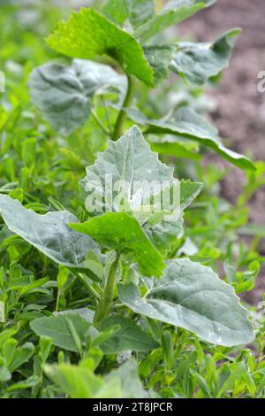 Im Frühjahr wächst im Garten die essbare Pflanzenkorre (Atriplex hortensis) Stockfoto