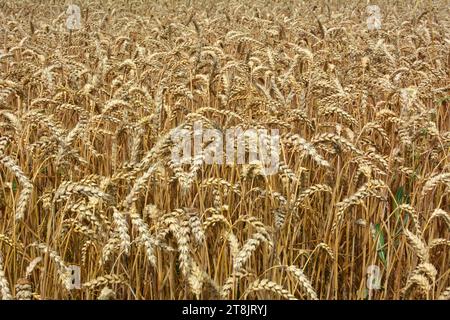 Hintergrund der Reifung von Weizenohren auf dem Feld Stockfoto