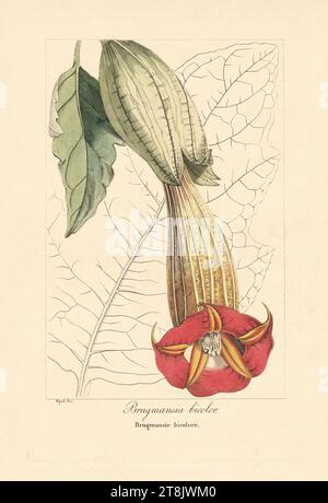 Brugmansia sanguinea „Red Angels Trompet“ – Pancrace Bessa Botanical Print Stockfoto