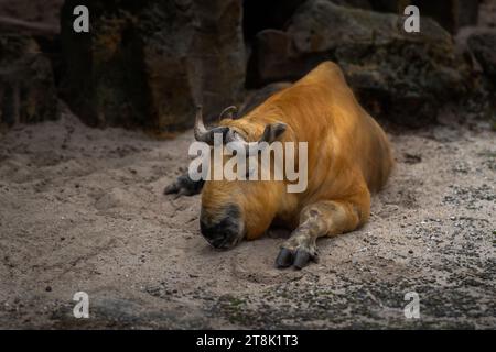 Tibetische Takin ruhend (budorcas taxicolor tibetana) Stockfoto