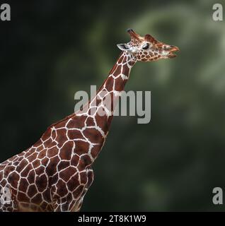 Hals und Kopf aus vernetzter Giraffe (giraffa reticulata) Stockfoto