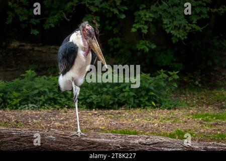 Marabou-Storch auf einem Bein (Leptoptilos crumenifer) Stockfoto