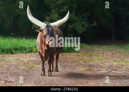 Ankole-Watusi-Rinder oder Afrikanisches Langhorn (bos taurus taurus watusi) Stockfoto