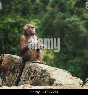 Junge weibliche Hamadryas Pavian (Papio hamadryas) Stockfoto