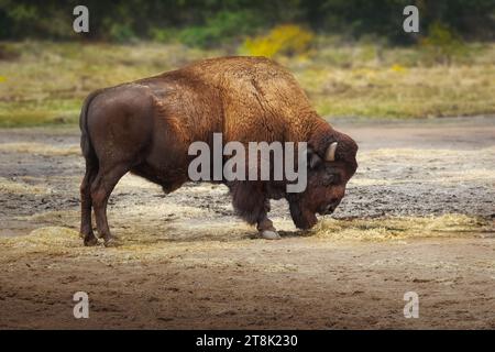 Wunderschöner amerikanischer Bison (Bison Bison) Stockfoto