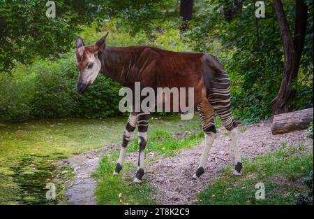Wunderschönes Okapi stehend (Okapia johnstoni) Stockfoto
