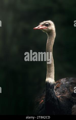 Straußenkopf und Hals (struthio camelus) Stockfoto