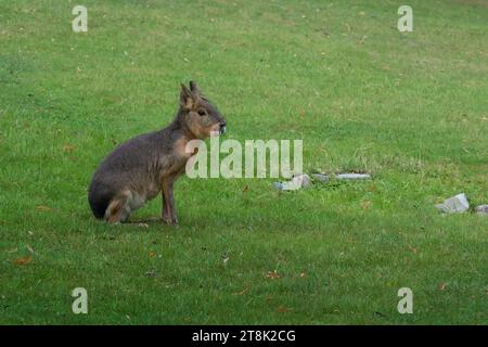 Patagonisches Mara-Nagetier (Dolichotis patagonum) Stockfoto