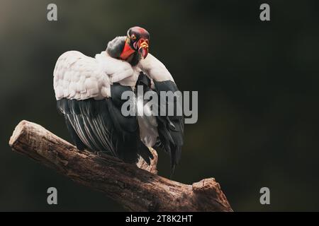 Bunter Königsgeier (Sarkoramphus Papa) Stockfoto