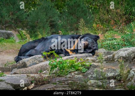 Schlafender asiatischer Schwarzbär (ursus thibetanus) Stockfoto