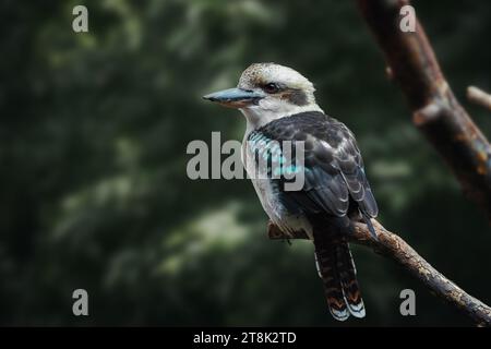 Lachender Kookaburra-Vogel (dacelo novaeguineae) Stockfoto