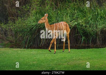 Schöne weibliche Nyala (Tragelaphus angasii) Stockfoto