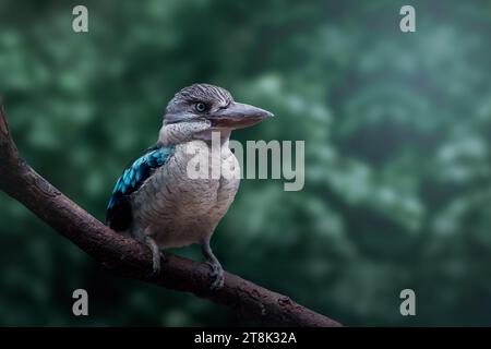 Blaugeflügelter Kookaburra (dacelo siachii) Stockfoto