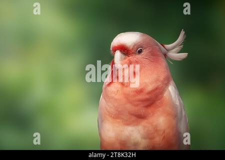 Major Mitchells Cockatoo oder Pink Cockatoo (cacatua leadbeateri) Stockfoto