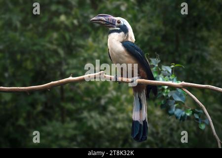 Visayan Hornvogel (penelopides panini) Stockfoto