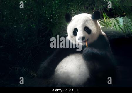 Riesenpanda isst Bambus (Aailuropoda melanoleuca) Stockfoto