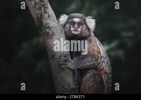 Gewöhnliches Marmoset oder weiß getuftete Marmoset (callithrix jacchus) Stockfoto