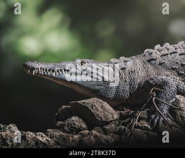 Amerikanisches Krokodil (crocodylus acutus) auf einem Felsen Stockfoto
