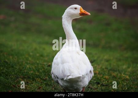 Weiße Emdengans (Anser domesticus) Stockfoto