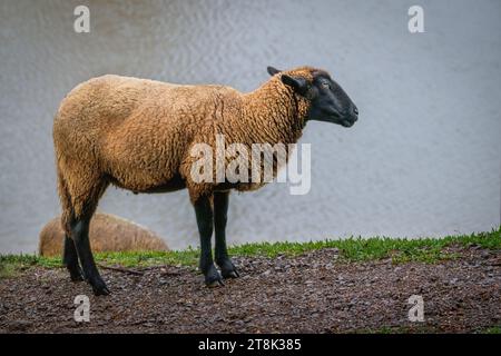 Hausschafe mit schwarzem Kopf auf einem Bauernhof Stockfoto