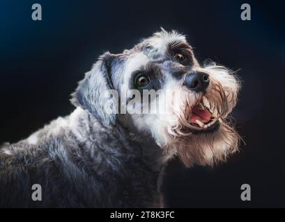 Salz und Pfeffer Miniatur Schnauzer Hund auf blauem Hintergrund Stockfoto