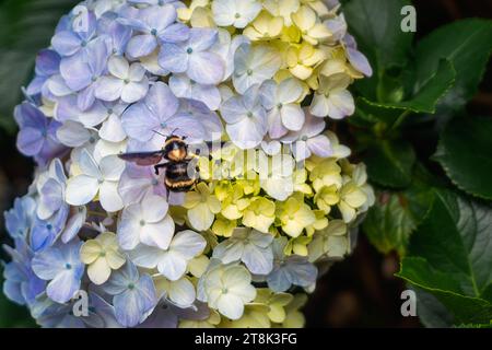 Brasilianische Hummel (Bombus brasiliensis) an Hortensie-Blüte Stockfoto